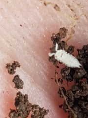 Platyarthrus codinai