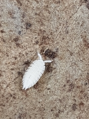 Platyarthrus codinai