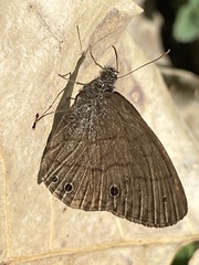 Hermeuptychia hermes