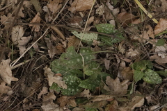 Pulmonaria officinalis