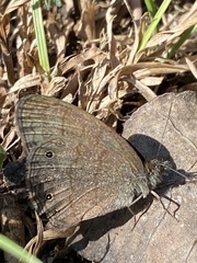 Hermeuptychia hermes