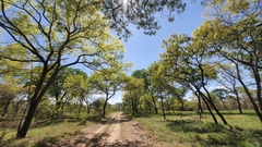 Brachystegia spiciformis