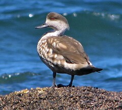 Lophonetta specularioides