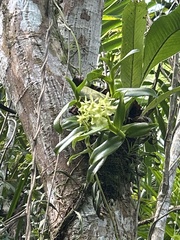 Epidendrum boricuarum