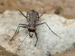 Cicindela sedecimpunctata