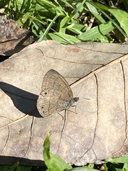 Hermeuptychia hermes