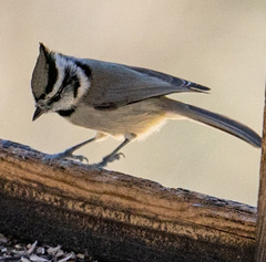 Baeolophus wollweberi