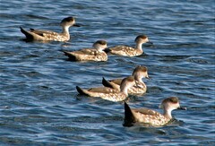 Lophonetta specularioides