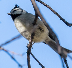 Baeolophus wollweberi