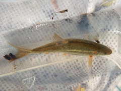 Hesperoleucus symmetricus