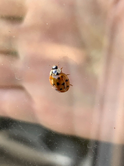 Harmonia axyridis