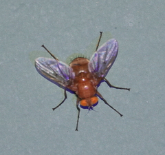 Ormia