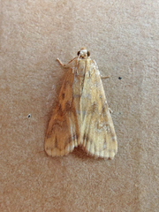 Elophila gyralis