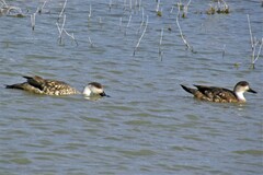 Lophonetta specularioides