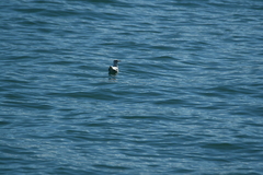 Chroicocephalus ridibundus