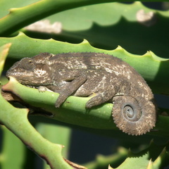 Bradypodion damaranum