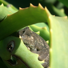 Bradypodion damaranum