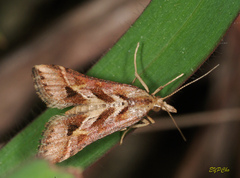 Diasemia accalis