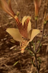 Alstroemeria ligtu ligtu