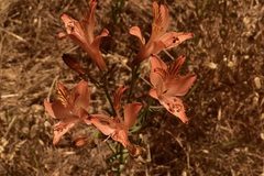 Alstroemeria ligtu ligtu