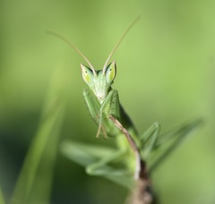 Apteromantis aptera