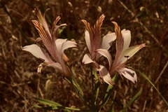 Alstroemeria ligtu ligtu