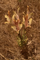 Alstroemeria ligtu ligtu