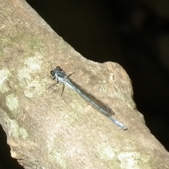 Pseudagrion furcigerum