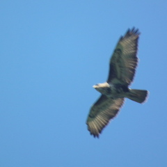 Buteo trizonatus