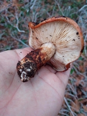 Tricholoma ustaloides