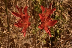 Alstroemeria ligtu ligtu