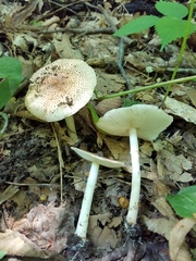 Echinoderma