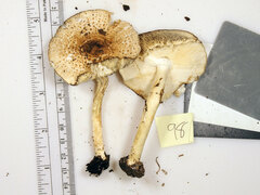 Echinoderma