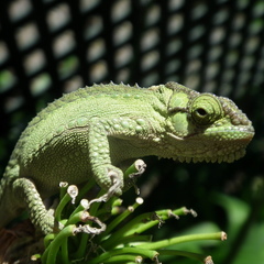 Bradypodion damaranum