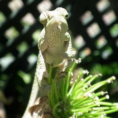 Bradypodion damaranum