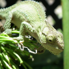 Bradypodion damaranum