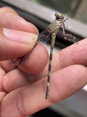 Agriogomphus