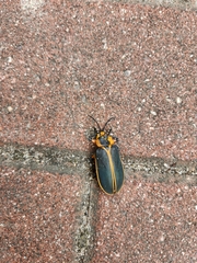 Mecistomela marginata