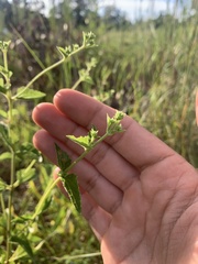 Ageratina aromatica