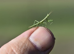 Apteromantis aptera