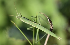 Apteromantis aptera