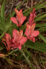 Alstroemeria ligtu ligtu