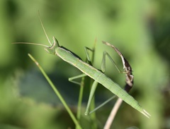 Apteromantis aptera