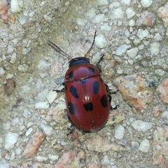 Gonioctena fornicata