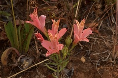 Alstroemeria ligtu ligtu