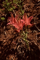 Alstroemeria ligtu ligtu