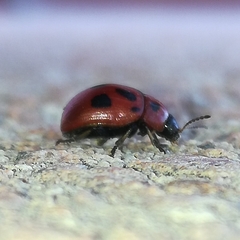 Gonioctena fornicata