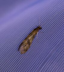 Mystacides longicornis