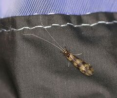 Mystacides longicornis