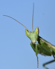 Apteromantis aptera